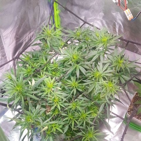Sofrida growlog timeline photo