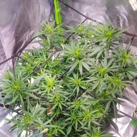 Sofrida growlog timeline photo