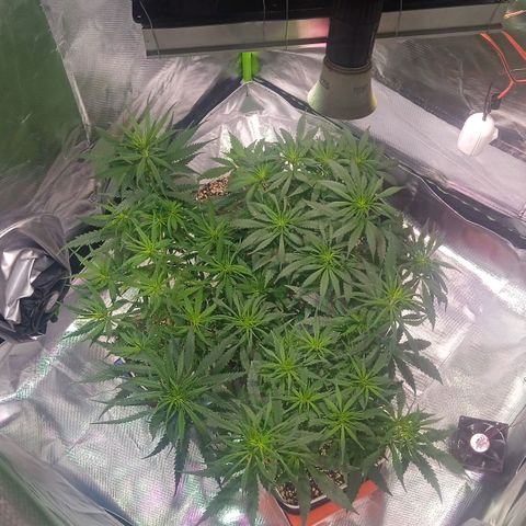 Sofrida growlog timeline photo