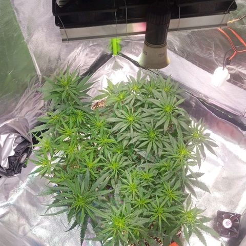 Cida growlog timeline photo