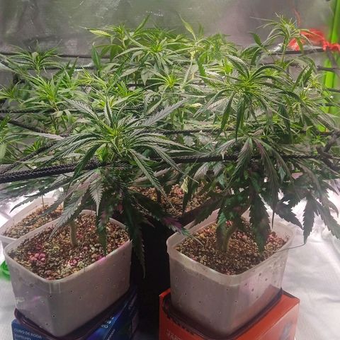 Cida growlog timeline photo