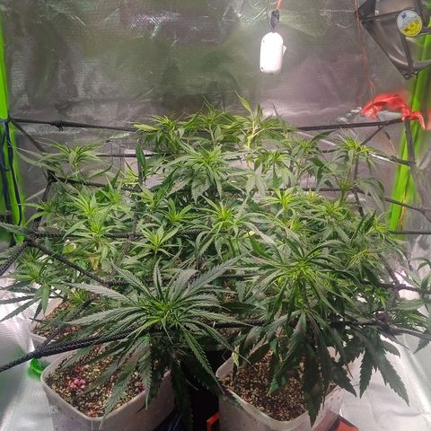 Frida growlog timeline photo
