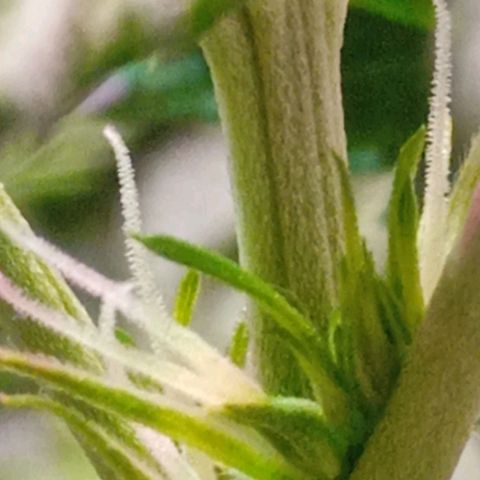 Cida growlog timeline photo