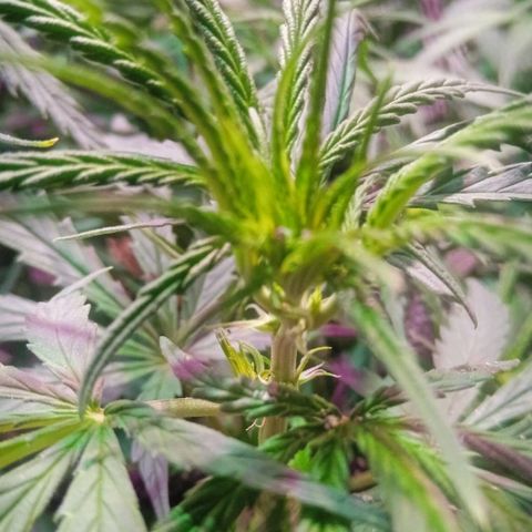 Cida growlog timeline photo