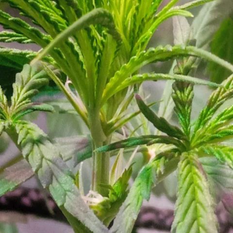 Cida growlog timeline photo