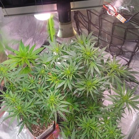 Cida growlog photo: 10 dias de floração 