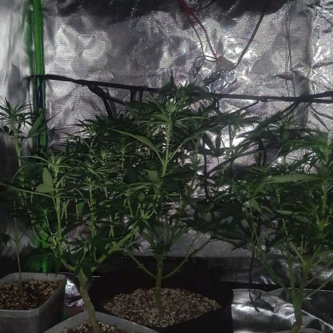 Cida growlog timeline photo