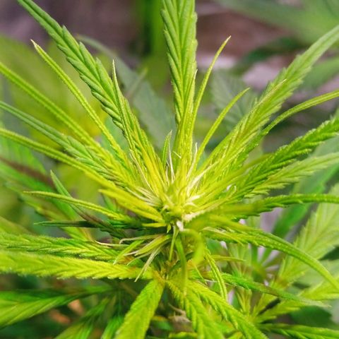 Cida growlog timeline photo