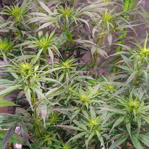 Amora growlog timeline photo