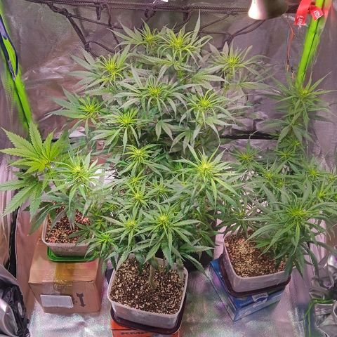 Amora growlog timeline photo
