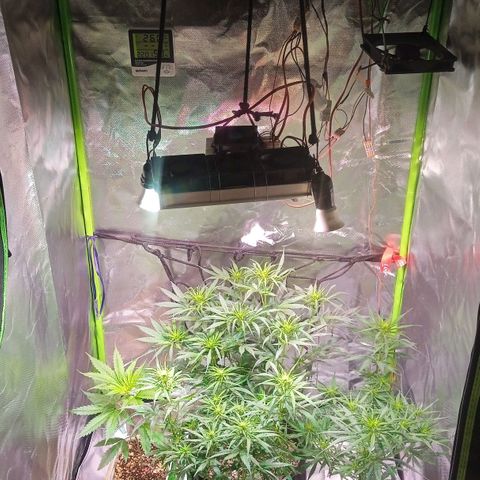 Amora growlog timeline photo