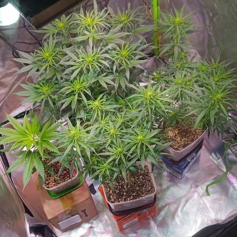 Amora growlog timeline photo