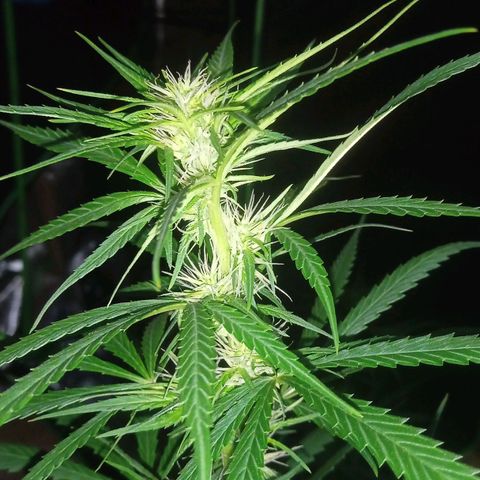 Cida growlog timeline photo