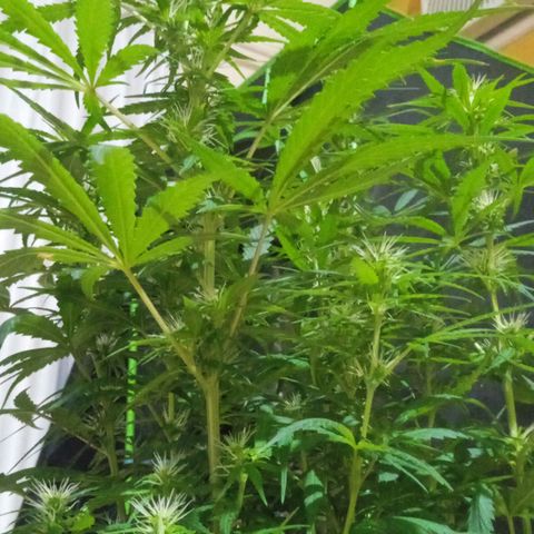 Cida growlog timeline photo