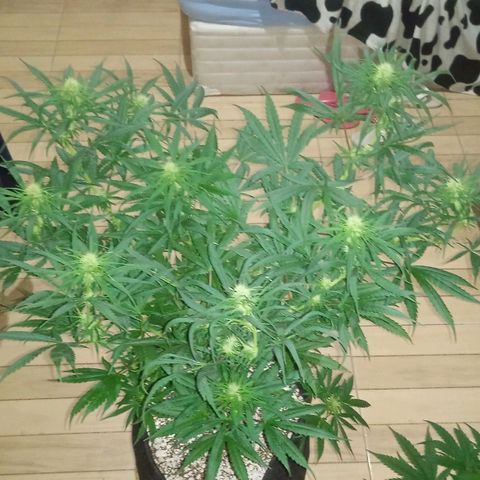 Cida growlog timeline photo