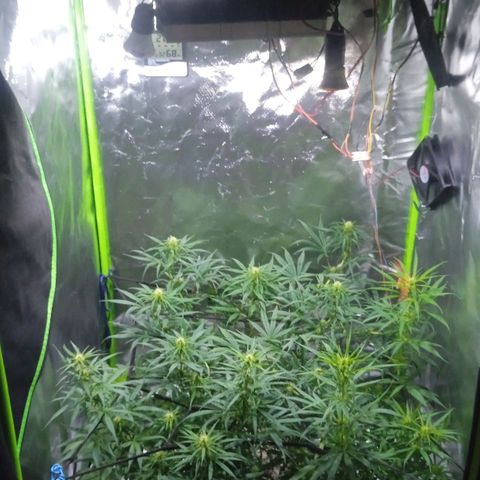 Cida growlog timeline photo
