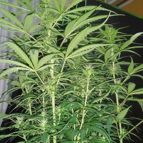 Cida growlog timeline photo
