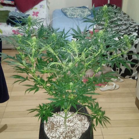 Cida growlog timeline photo