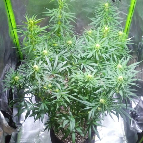 Cida growlog timeline photo