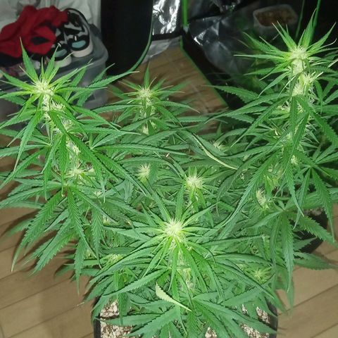 Cida growlog timeline photo