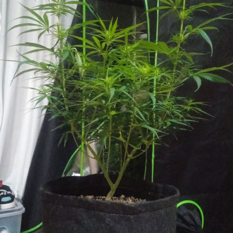 Cida growlog timeline photo