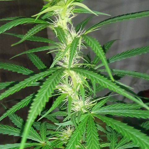 Cida growlog timeline photo