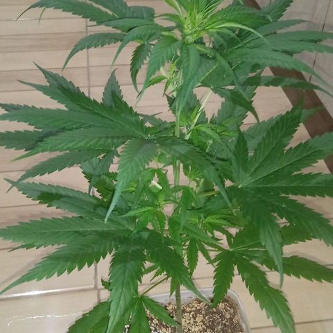 Cida growlog timeline photo