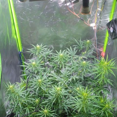 Cida growlog timeline photo