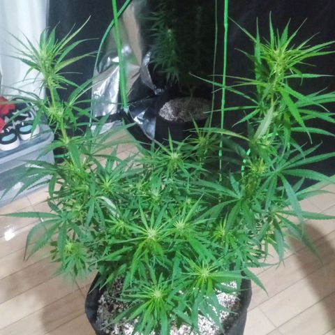 Cida growlog timeline photo