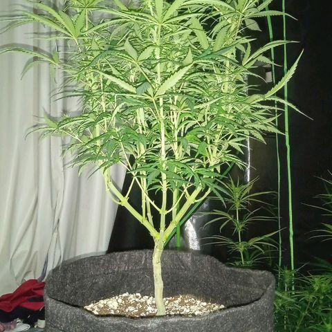 Cida growlog timeline photo