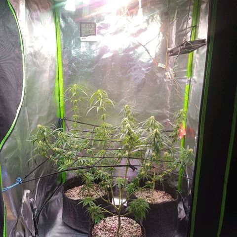 Cida growlog timeline photo