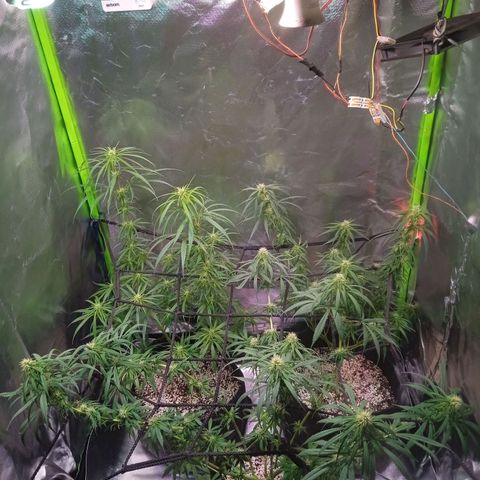 Cida growlog timeline photo