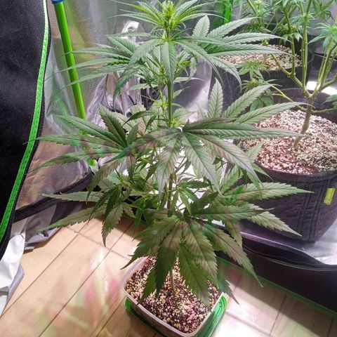 Amora growlog timeline photo