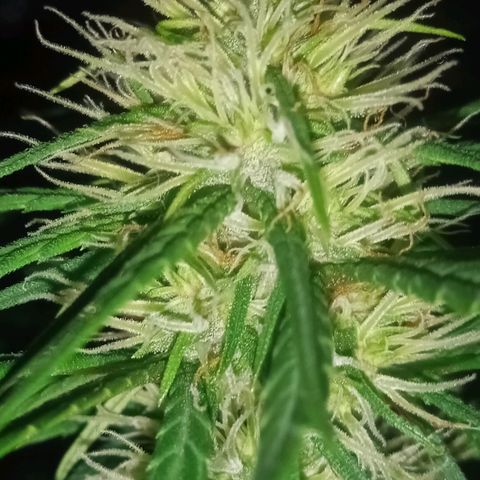 Frida growlog timeline photo