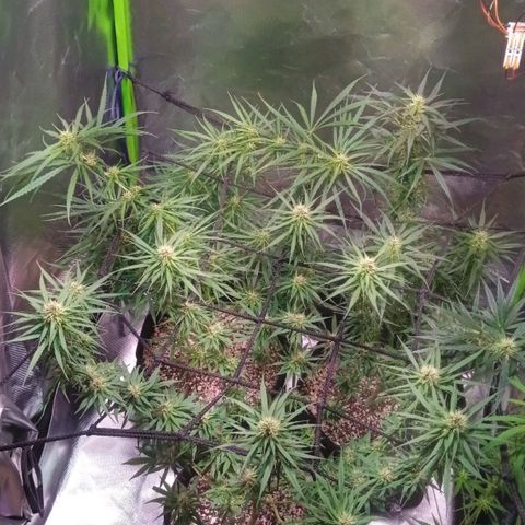 Amora growlog timeline photo