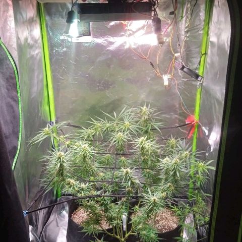 Amora growlog timeline photo