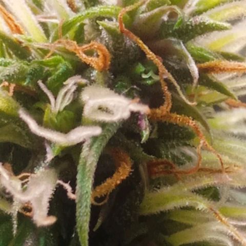 Amora growlog timeline photo
