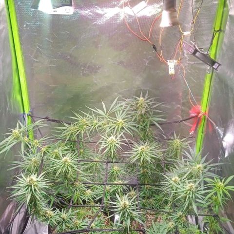 Amora growlog timeline photo
