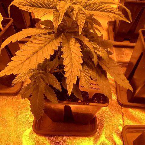 White Windows 1 growlog timeline photo