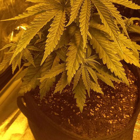 White Windows 1 growlog timeline photo