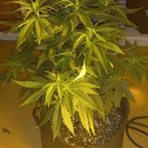 White Windows 1 growlog timeline photo