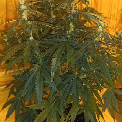 White Windows 1 growlog timeline photo