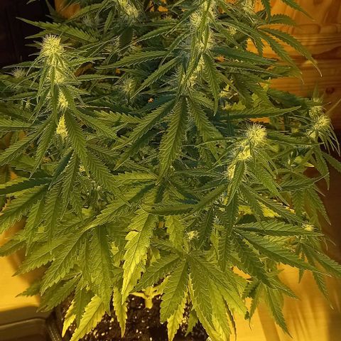 White Windows 1 growlog timeline photo