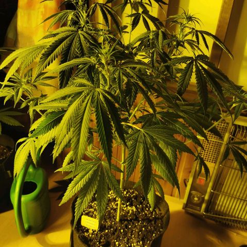 Mimosa orange punch growlog timeline photo