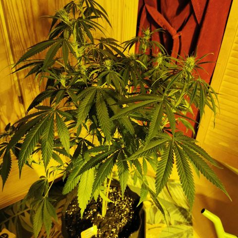 Mimosa orange punch growlog timeline photo