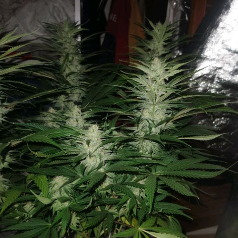 Mimosa orange punch growlog timeline photo
