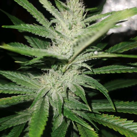Mimosa orange punch growlog timeline photo