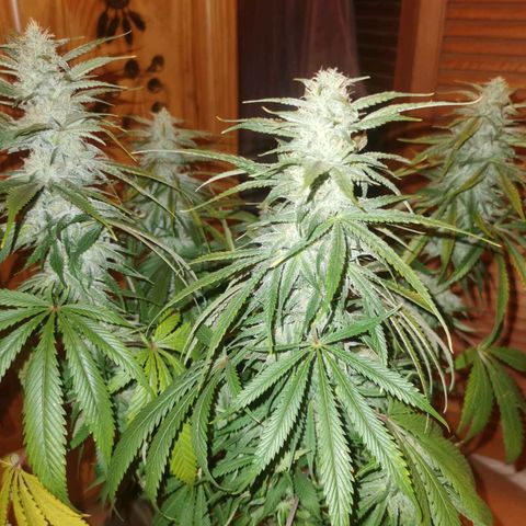 Mimosa orange punch growlog timeline photo