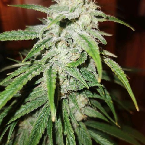 Mimosa orange punch growlog timeline photo