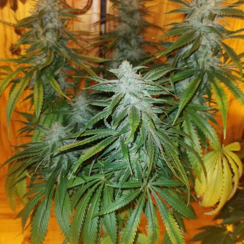Mimosa orange punch growlog timeline photo